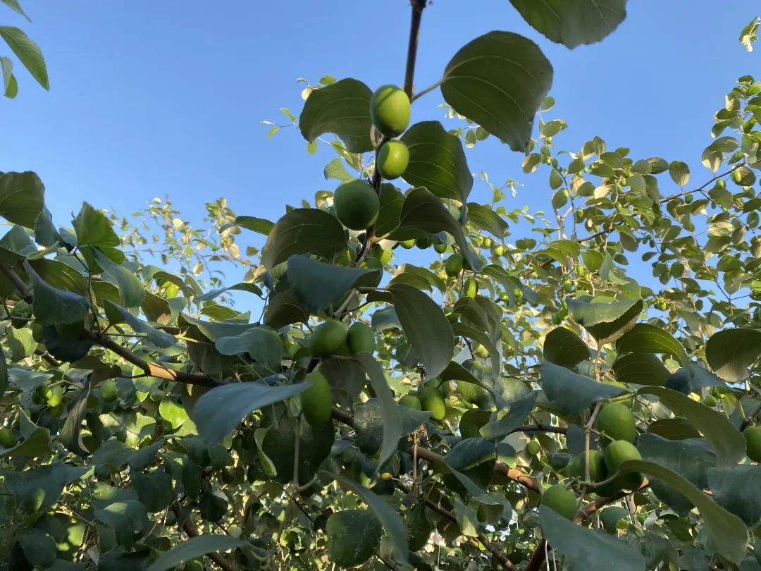 这枣真的绝！当季「贵妃蜜枣」29.9/箱！轻咬飚汁，比蜜梨多汁，比苹果爽脆！