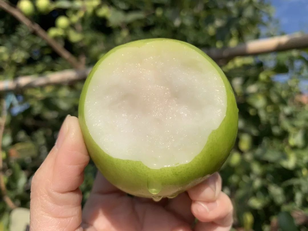 这枣真的绝！当季「贵妃蜜枣」29.9/箱！轻咬飚汁，比蜜梨多汁，比苹果爽脆！