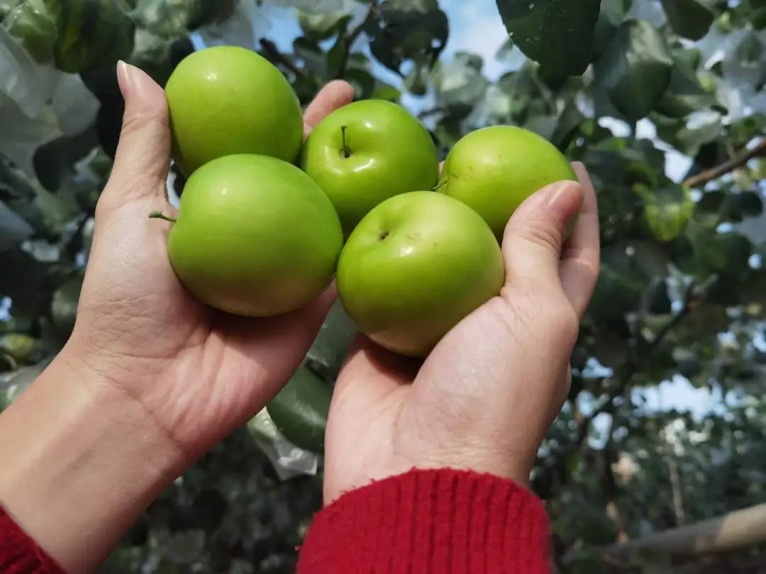 这枣真的绝！当季「贵妃蜜枣」29.9/箱！轻咬飚汁，比蜜梨多汁，比苹果爽脆！