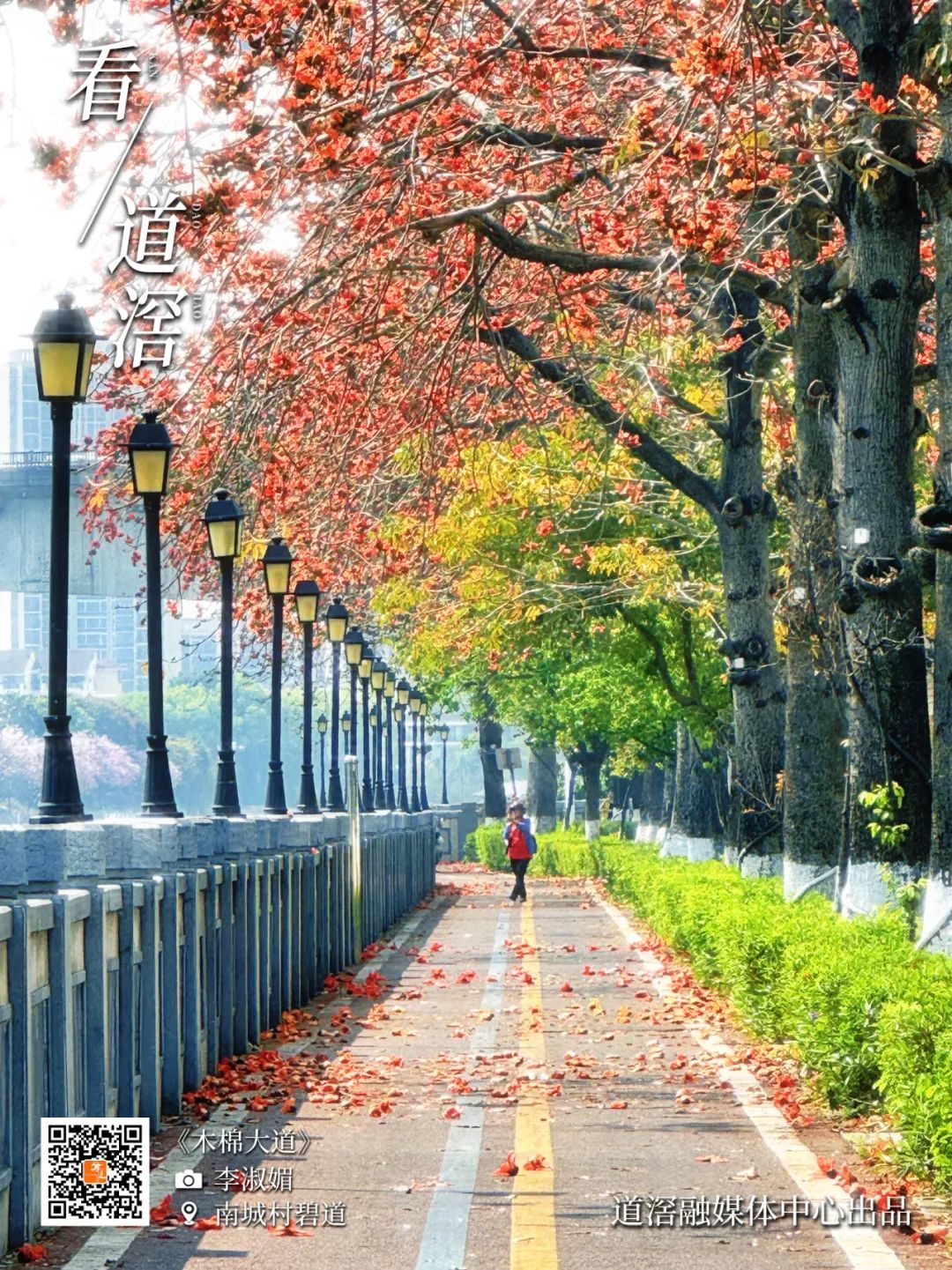 看道滘 | 木棉大道：头顶的花燃烧起来了