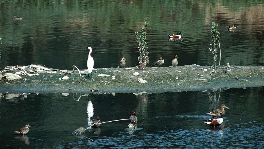 HK Wetland Park_002_860X484.jpg